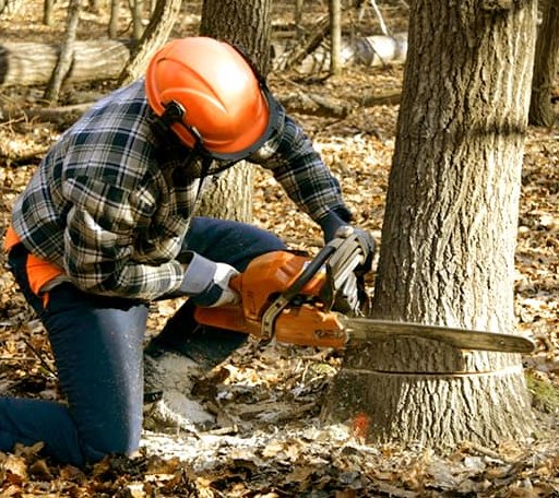 Tree Removal in Gibsland, LA